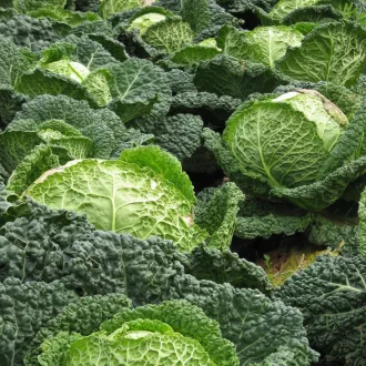   Vertus Kelkáposzta BIO (Brassica oleracea convar. capitata var. sabauda L.) (Vetőmag)