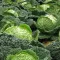 Vertus Kelkáposzta BIO (Brassica oleracea convar. capitata var. sabauda L.) (Vetőmag)