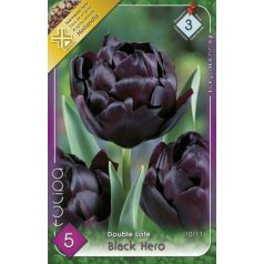 Tulipa Black Hero / Teltvirágú késői tulipán 5 db (LA)