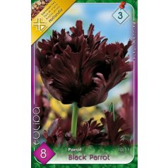 Tulipa Black Parrot / Papagájvirágú tulipán 8 db (LA)