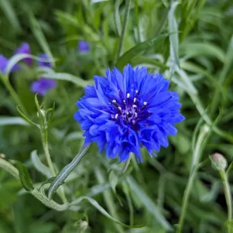 Kék Nyári Virágmix BIO (Seed Mix) (Vetőmag)