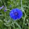 Kék Nyári Virágmix BIO (Seed Mix) (Vetőmag)