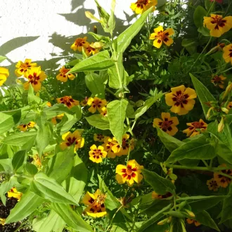 Sárga Nyári Virágmix BIO (Seed Mix) (Vetőmag) – Palántázás