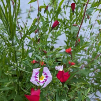 Vörös Nyári Virágmix BIO (Seed Mix) (Vetőmag)