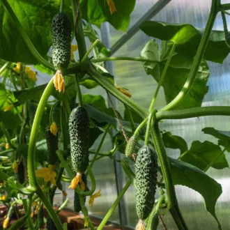 Cornichon (Csemegeuborka) BIO (Cucumis sativus) (Vetőmag)