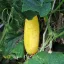 Gele Tros Sárga uborka BIO (Cucumis sativus) (Vetőmag) – Palántázás