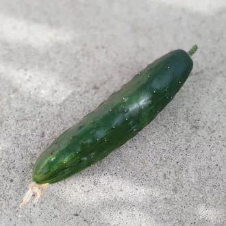 Marketmore Uborka BIO (Cucumis sativus) (Vetőmag)