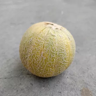 Minnesota Midget Sárgadinnye BIO (Cucumis melo) (Vetőmag)