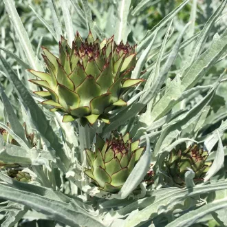 Imperial Star Articsóka BIO (Cynara scolymus) (Vetőmag) – Palántázás