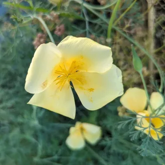  Chrome Queen Kaliforniai Kakukkmák BIO (Eschscholzia californica) (Vetőmag)