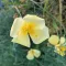 Chrome Queen Kaliforniai Kakukkmák BIO (Eschscholzia californica) (Vetőmag)