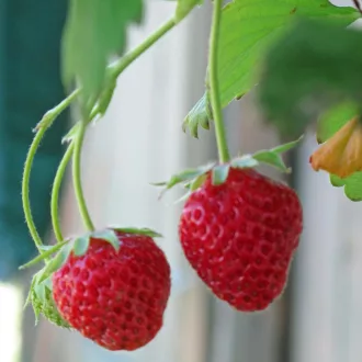   Rote Baron Solemacher Szamóca BIO (Fragaria vesca var. semperflorens) (Vetőmag)