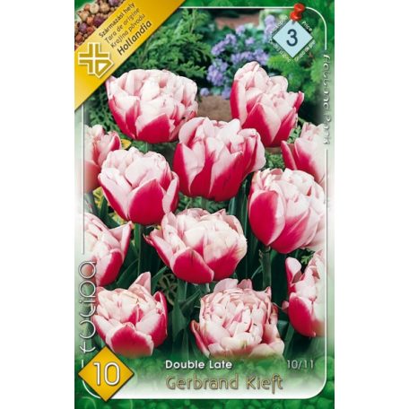 Tulipa Gerbrandt Kieft / Teltvirágú késői tulipán 10 db (LA)