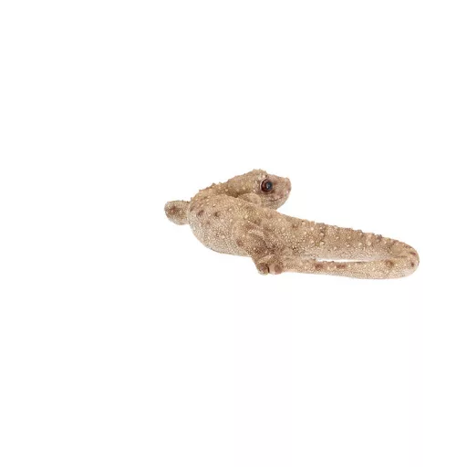 Gyík polyresin szobor, dekoráció, 16 x 8 x 3 cm