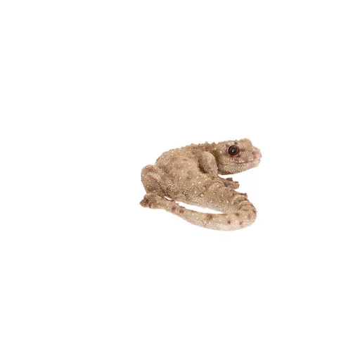 Gyík polyresin szobor, dekoráció, 16 x 8 x 3 cm