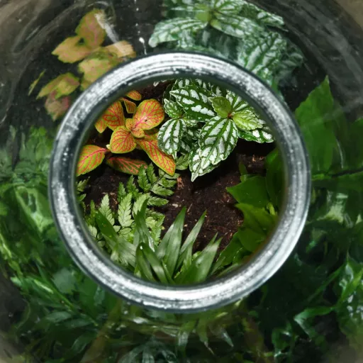 Zúzott kavics floráriumhoz, fekete - 5kg