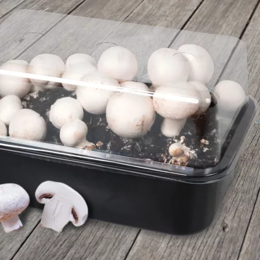 Gombatermesztő szett – Bio kertészeti termékek
