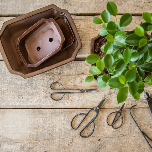 fekete-acel-bonsai-ollo-11cm