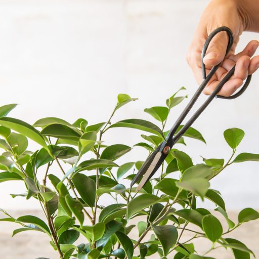 fekete-acel-bonsai-ollo-20cm