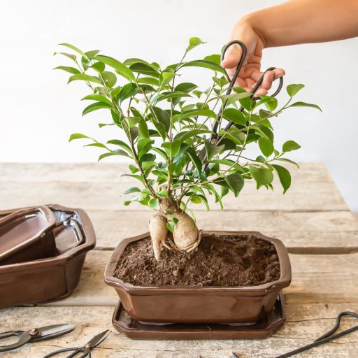 fekete-acel-bonsai-ollo-20cm