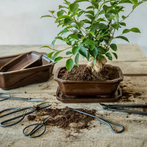 bonsai-agvago-fogo