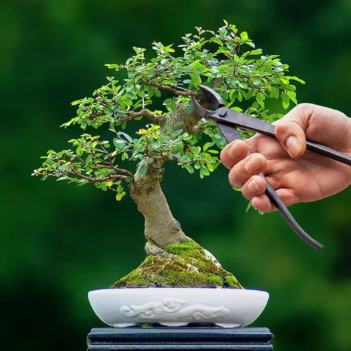 bonsai-agvago-fogo