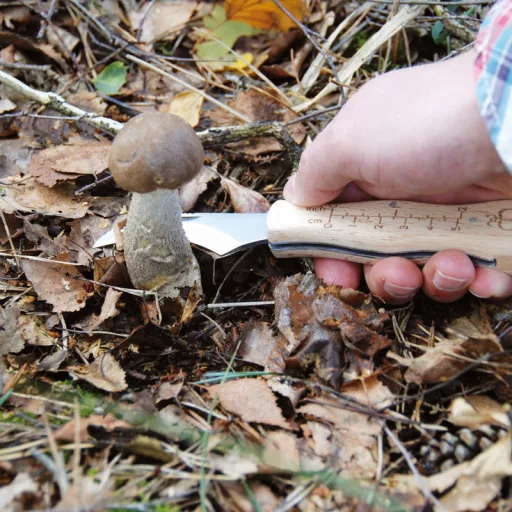 osszecsukhato-gomba-kes-kefevel-21cm