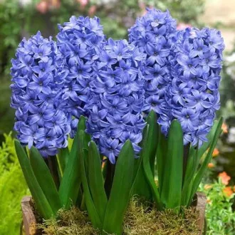 Hyacinthus 'Delft Blue' - Jácint Delft Blue 4db/csomag