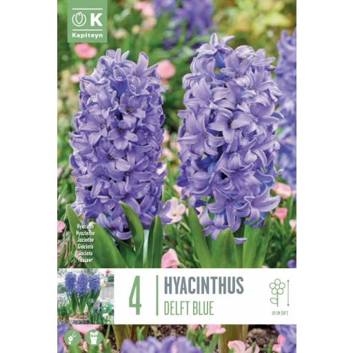 Hyacinthus 'Delft Blue' - Jácint Delft Blue 4db/csomag