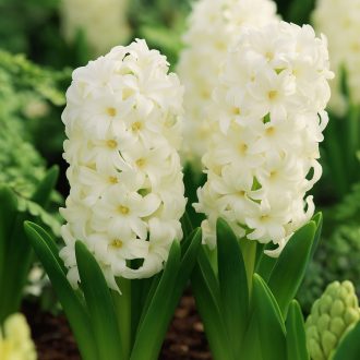 Hyacinthus ‘White Pearl’ - Jácint White Pearl 4 db/csomag