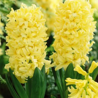 Hyacinthus ‘City of Haarlem’ - Jácint City of Haarlem 4 db/csomag