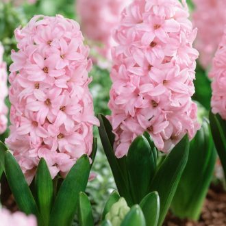 Hyacinthus ‘Fondant’ - Jácint Fondant 4 db/csomag