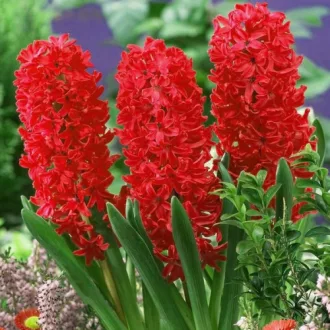 Hyacinthus 'Jan Bos' - Jácint Jan Bos 4db/csomag