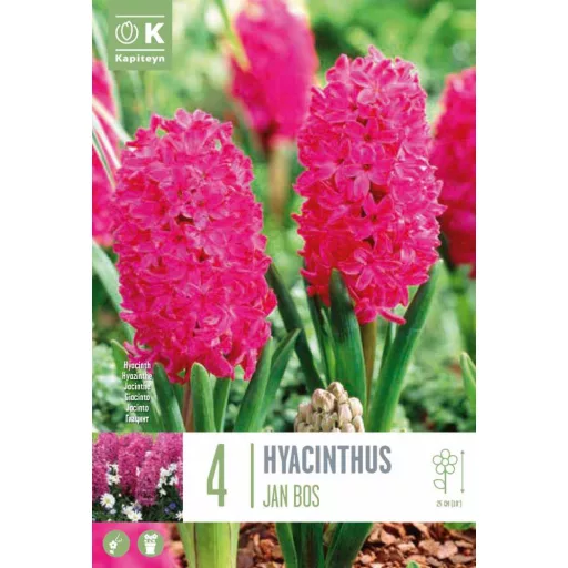 Hyacinthus 'Jan Bos' - Jácint Jan Bos 4db/csomag