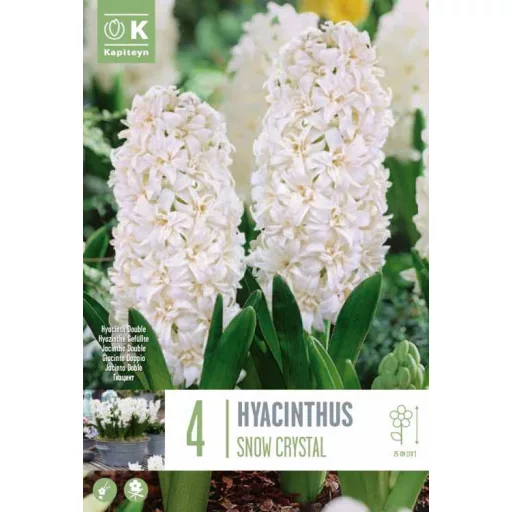 Hyacint Snow Crystal - Dupla virágú fehér jácint ‘Snow – 4 db/csomag
