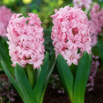 Hyacint Spring Beauty - Dupla virágú jácint ‘Spring – 4 db/csomag