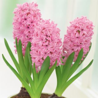 Korai hajtatású jácint ‘Pink Pearl’ - 3 db/csomag