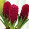 Hyacinthus ‘Woodstock’ - Jácint Woodstock 3 db/csomag