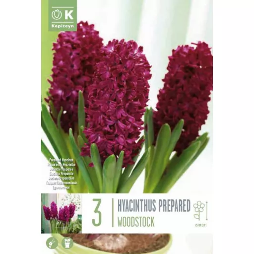 Hyacinthus ‘Woodstock’ - Jácint Woodstock 3 db/csomag