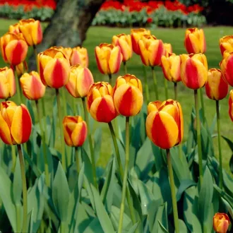 Tulipa Darwin Hibrid 'Apeldoorn's Elite' - Tulipán – Elite 10db/csomag