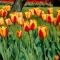 Tulipa Darwin Hibrid 'Apeldoorn's Elite' - Tulipán – Elite 10db/csomag