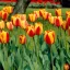 Tulipa Darwin Hibrid 'Apeldoorn's Elite' - Tulipán – Elite 10db/csomag