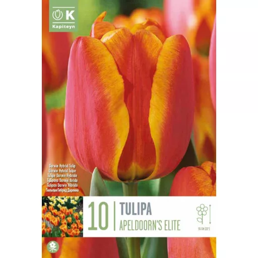 Tulipa Darwin Hibrid 'Apeldoorn's Elite' - Tulipán – Elite 10db/csomag