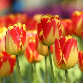 Tulipa Darwin Hibrid 'Banja Luka' - Tulipán Darwin – Luka 10db/csomag