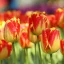 Tulipa Darwin Hibrid 'Banja Luka' - Tulipán Darwin – Luka 10db/csomag
