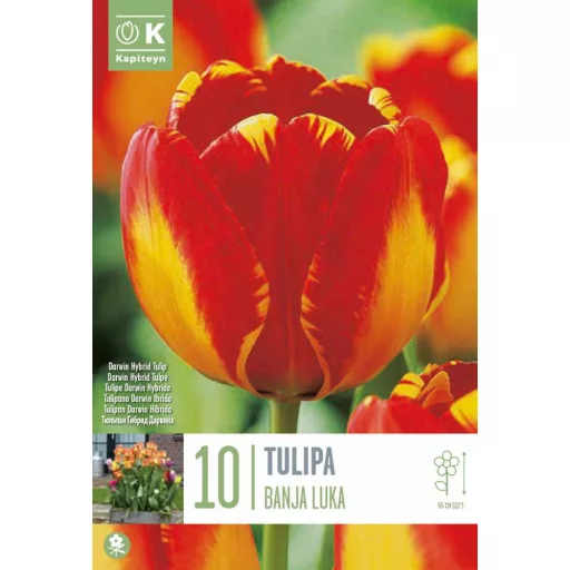 Tulipa Darwin Hibrid 'Banja Luka' - Tulipán Darwin – Luka 10db/csomag