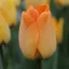 Tulipa Darwin Hibrid 'Daydream' - Tulipán – Daydream 10db/csomag