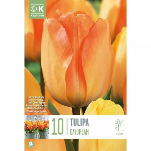 Tulipa Darwin Hibrid 'Daydream' - Tulipán – Daydream 10db/csomag