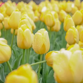 Tulipa Darwin Hibrid 'Novi Sun' - Tulipán Darwin – Sun 10db/csomag