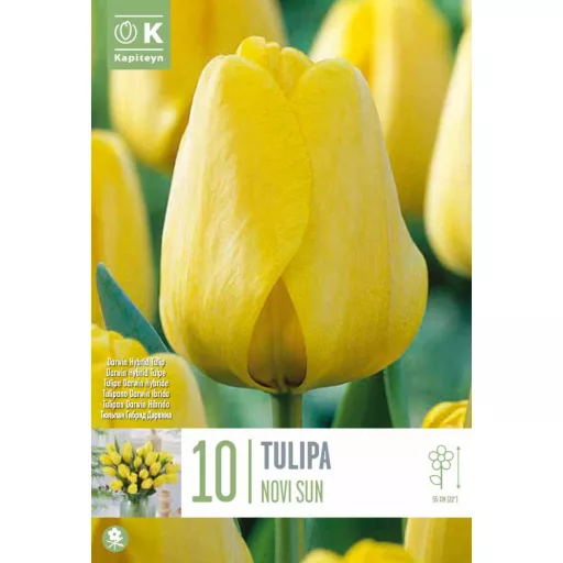 Tulipa Darwin Hibrid 'Novi Sun' - Tulipán Darwin – Sun 10db/csomag